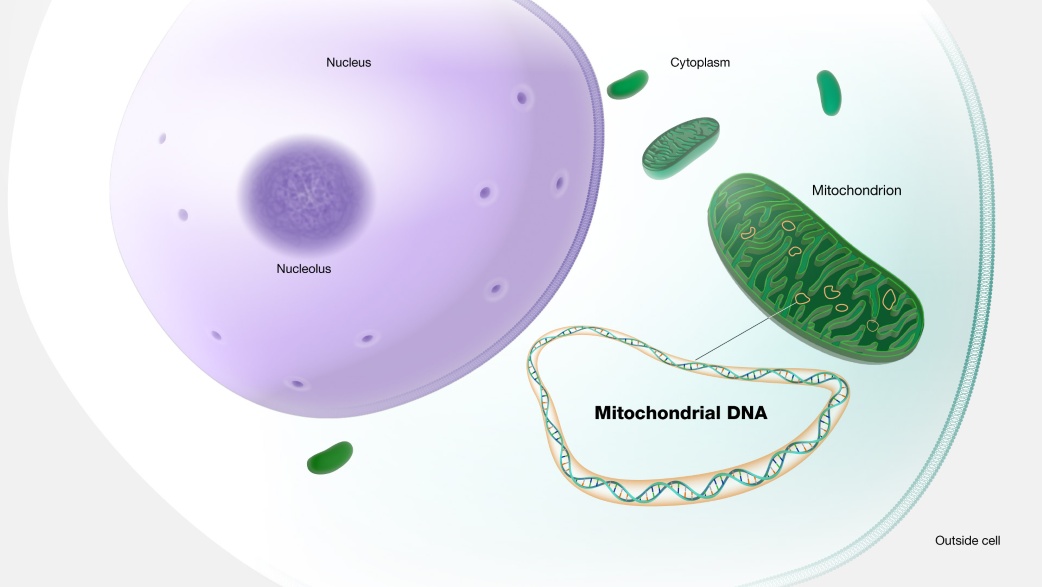 ADN ty thể - mtDNA - Mitochondrial DNA