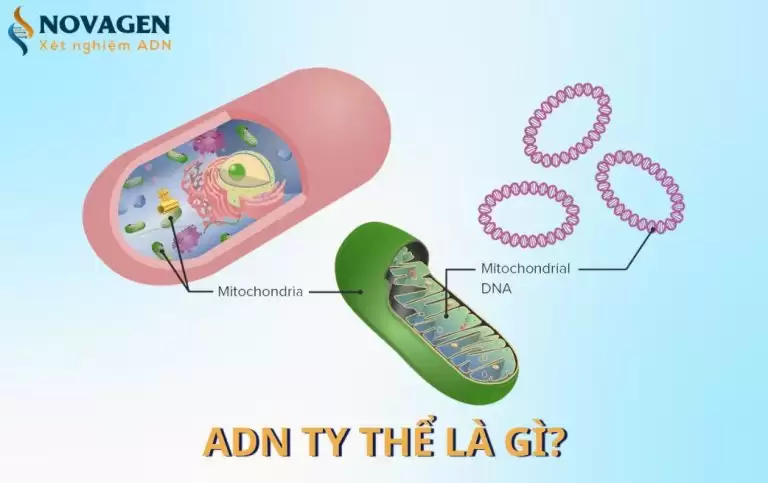 ADN ty thể là gì? Đặc trưng của ADN ty thể