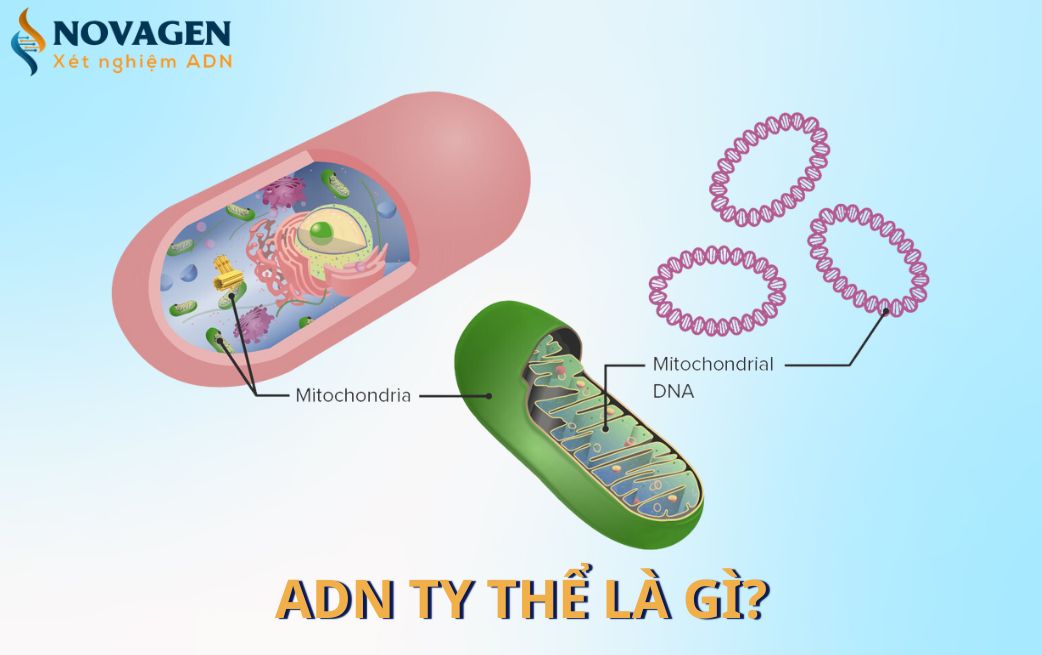 ADN ty thể là gì? Đặc trưng của ADN ty thể