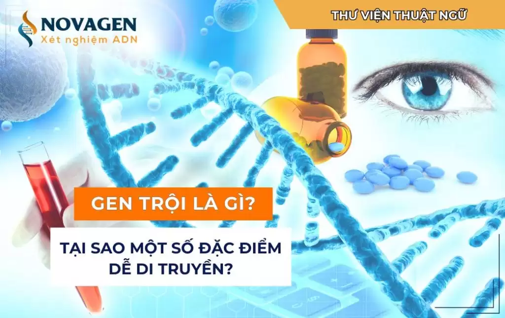 Gen trội là gì? Tại sao một số đặc điểm dễ di truyền?