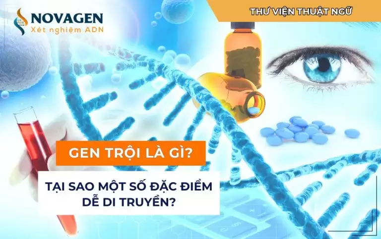 Gen trội là gì? Tại sao một số đặc điểm dễ di truyền?