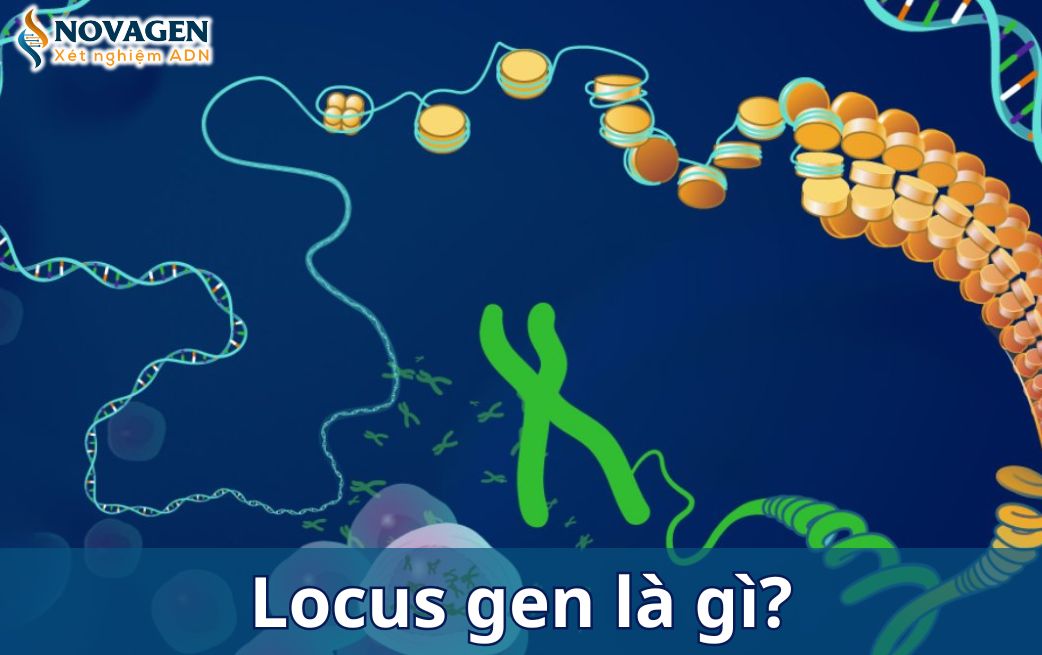 Locus là gì? Tổng quan về locus gen