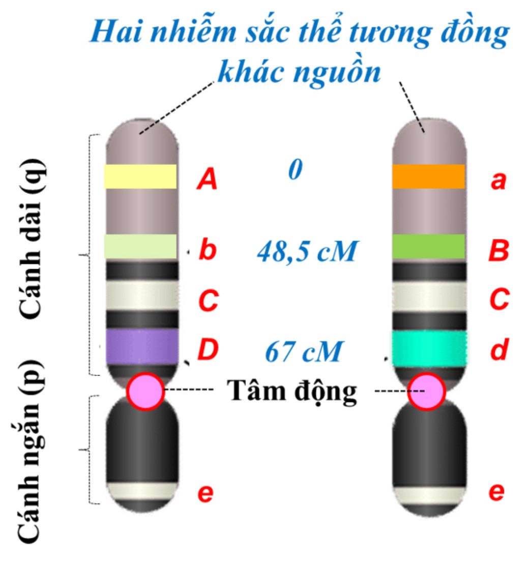 Phân bố 5 locus ở nhiễm sắc thể số 2 của ruồi giấm