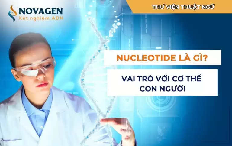 Nucleotide là gì? Vai trò của Nucleotide với cơ thể con người