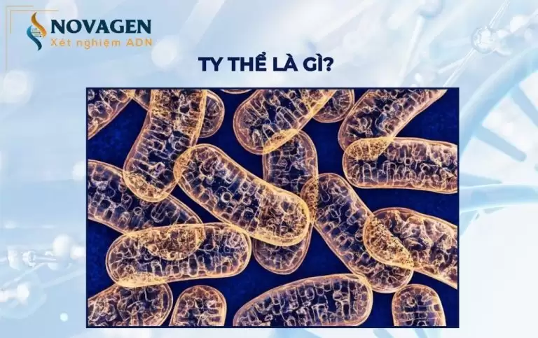 Ty thể là gì? Cấu tạo, tác dụng và các bệnh ty thể ở con người