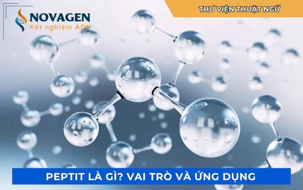 Peptit là gì? Vai trò và ứng dụng của peptit