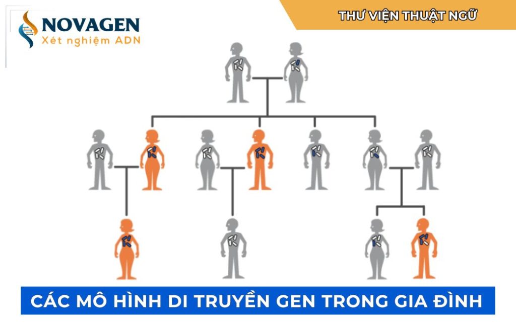 Các mô hình di truyền gen trong gia đình