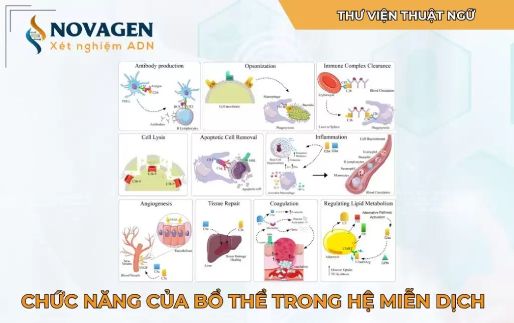 Bổ thể là gì? Chức năng của bổ thể trong hệ miễn dịch
