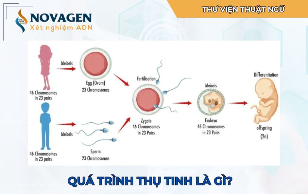 Thụ tinh là gì?