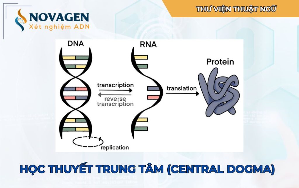 Học thuyết trung tâm