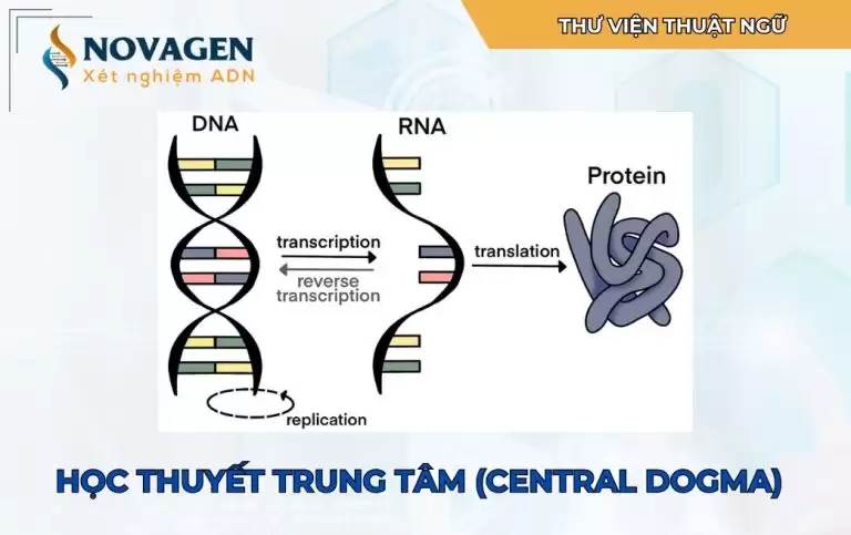 Học thuyết Trung tâm trong Sinh học phân tử (Central Dogma)