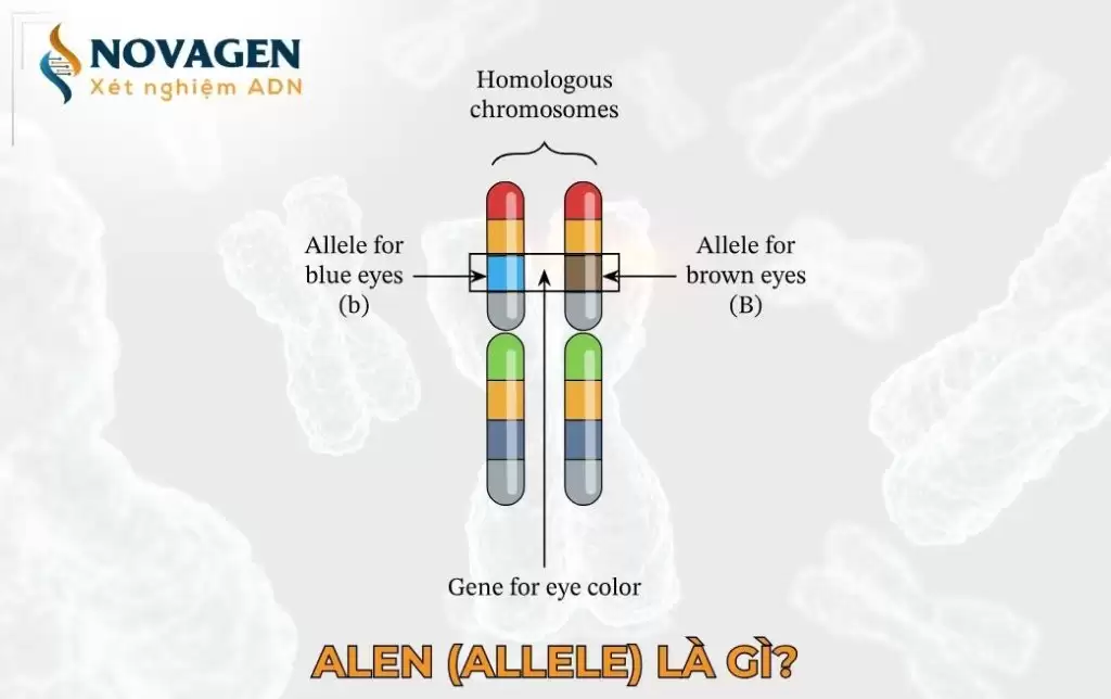 Alen (Allele) là gì?