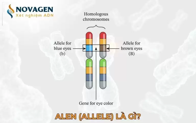 Alen (Allele) là gì?