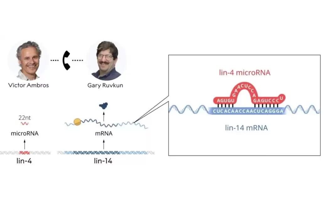 Nobel Y Sinh 2024 - microRNA