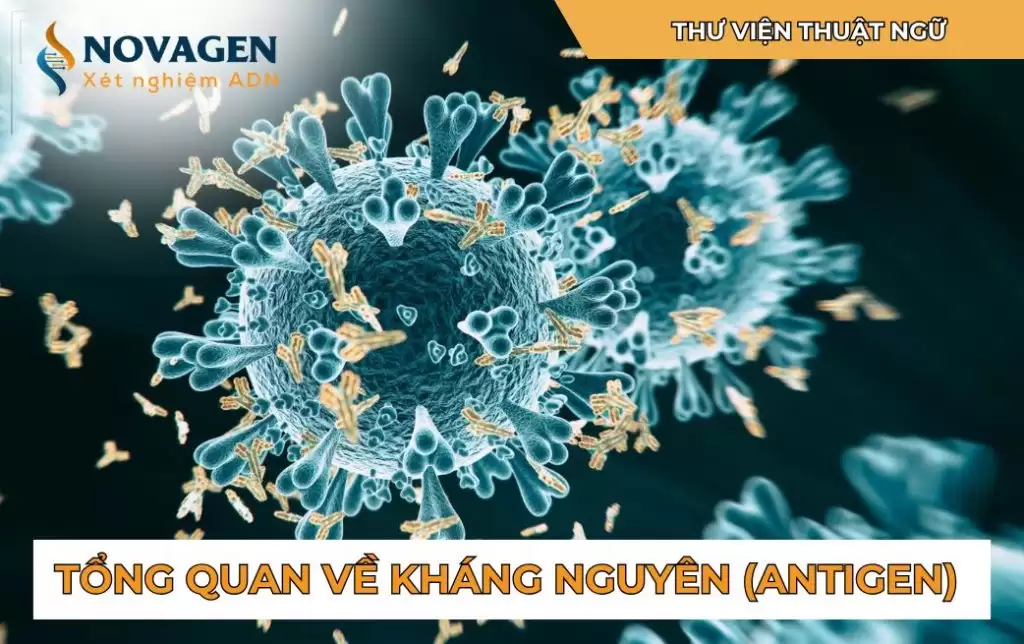 Tổng Quan Về Kháng Nguyên (Antigen)