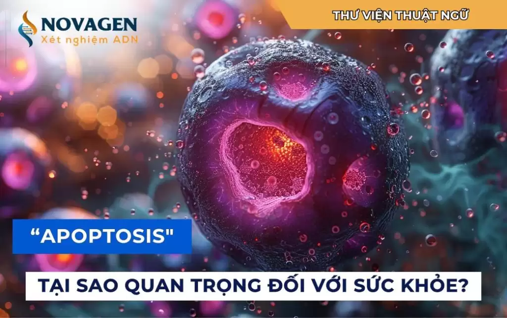 “Apoptosis” – Tại sao quá trình này lại quan trọng đối với sức khỏe?
