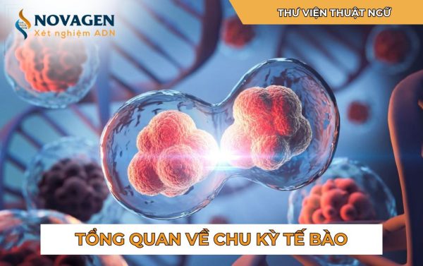 Tổng quan về chu kỳ tế bào