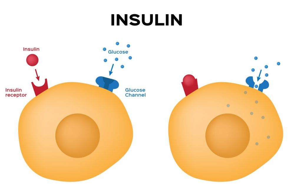 Hình ảnh: Insulin là "chìa khóa" đưa glucose vào tế bào.