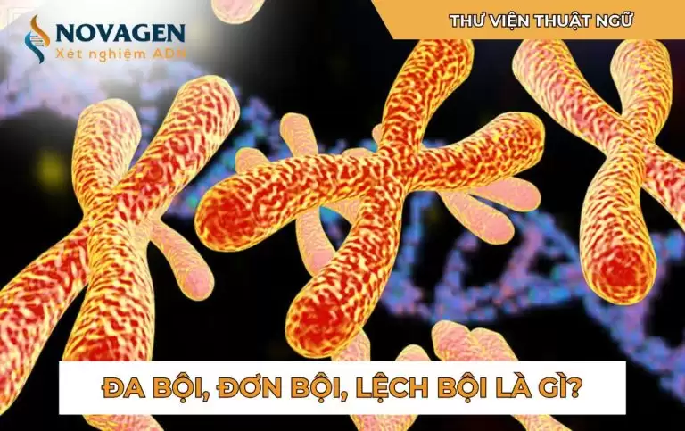 Đột biến số lượng nhiễm sắc thể: Tổng quan về đa bội, đơn bội và lệch bội 