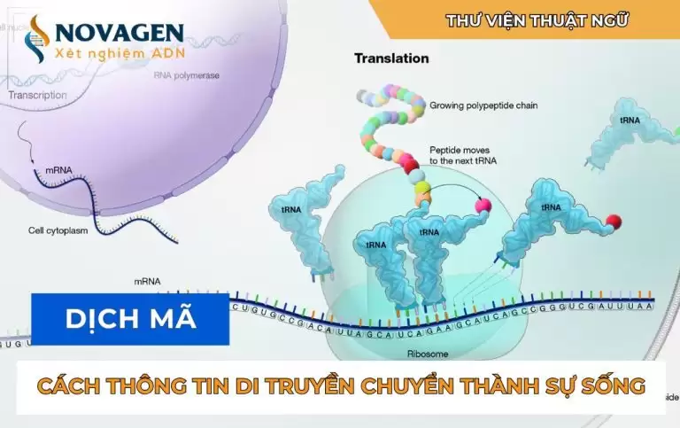 Dịch mã: Cách thông tin di truyền chuyển thành sự sống