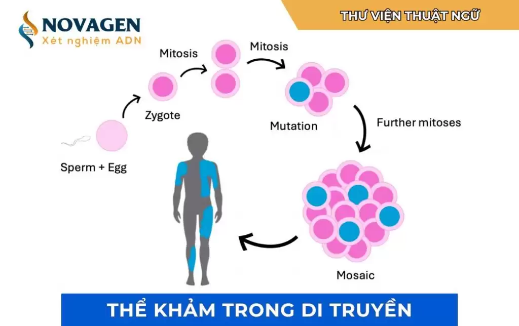 Tìm hiểu về thể khảm trong di truyền