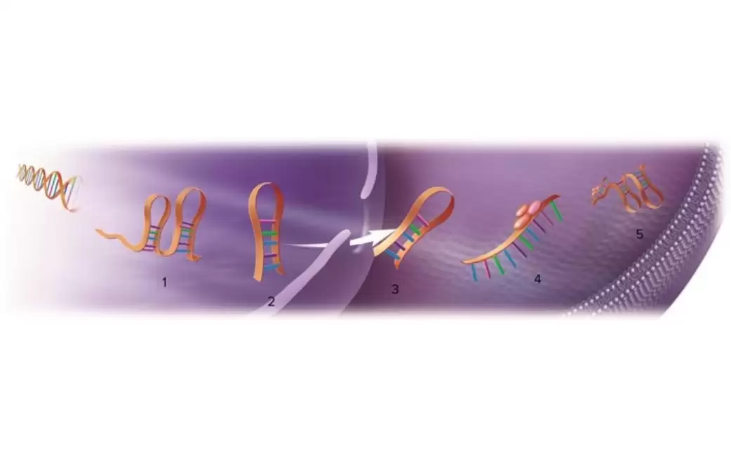 Tổng hợp microRNA