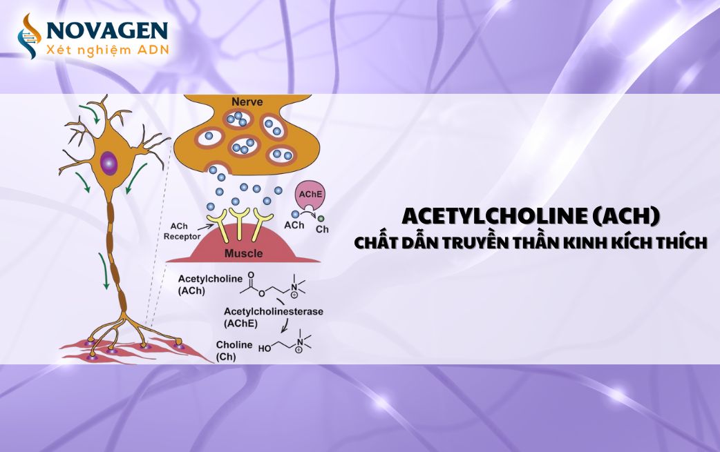 Acetylcholine (ACh) - Chất dẫn truyền thần kinh kích thích