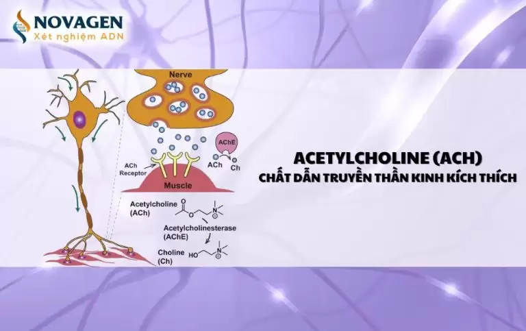 Acetylcholine (ACh) – Chất dẫn truyền thần kinh kích thích