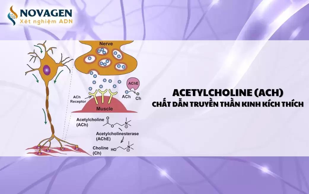 Acetylcholine (ACh) - Chất dẫn truyền thần kinh kích thích Acetylcholine (ACh) - Chất dẫn truyền thần kinh kích thích