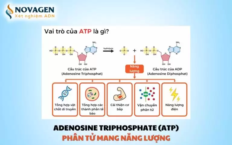 Adenosine triphosphate (ATP) – Đồng tiền năng lượng của tế bào
