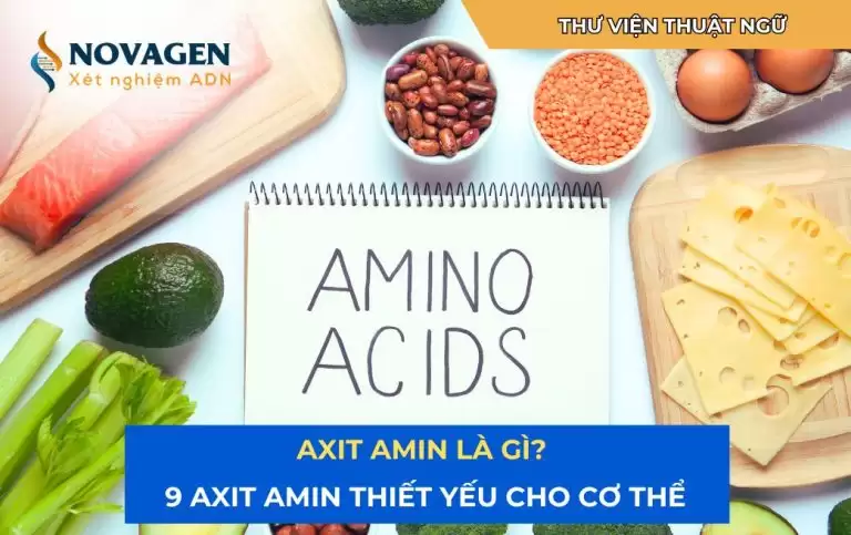Axit amin là gì? 9 Axit amin thiết yếu cho cơ thể