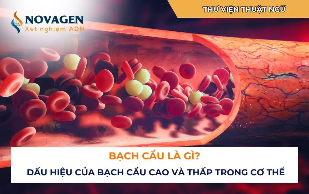 Bạch cầu là gì? Dấu hiệu của bạch cầu cao và thấp trong cơ thể
