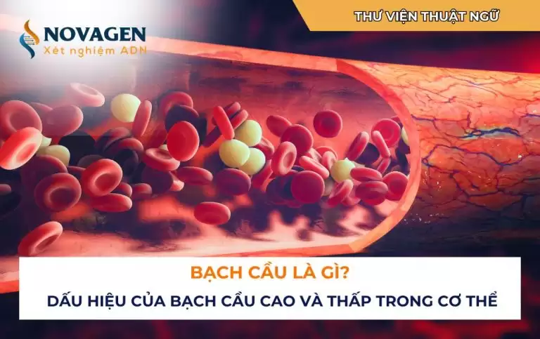 Bạch cầu là gì? Dấu hiệu của bạch cầu cao và thấp trong cơ thể