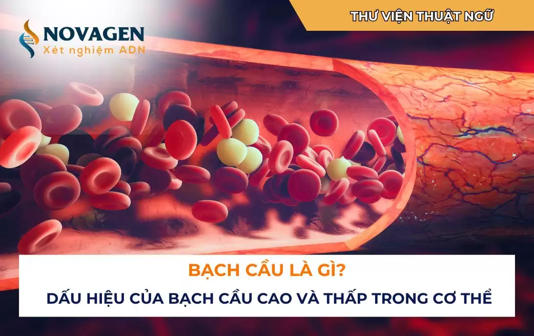 Bạch cầu là gì