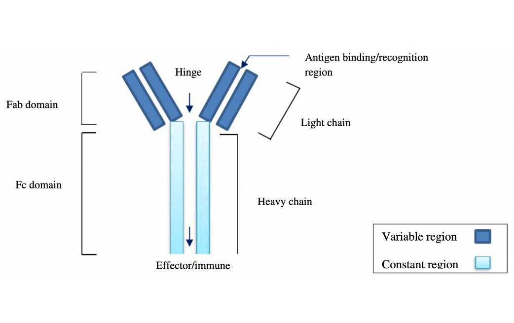 Cấu trúc của một kháng thể đơn dòng