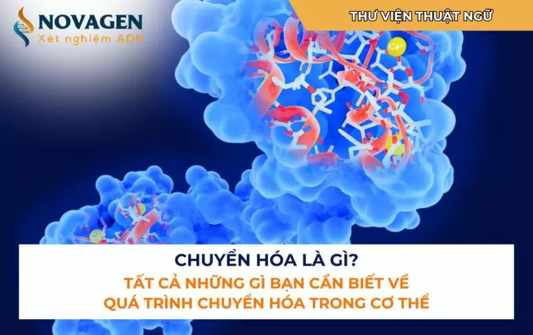 Chuyển hóa là gì? Tất cả những gì bạn cần biết về quá trình chuyển hóa trong cơ thể