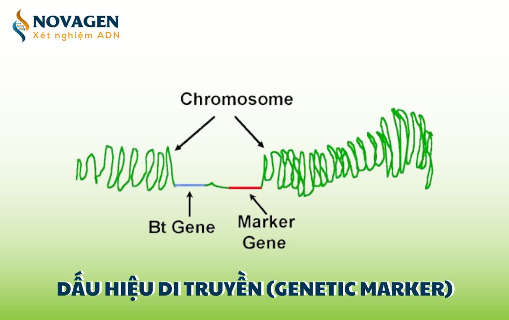 Tổng quan về dấu hiệu di truyền (Genetic marker)