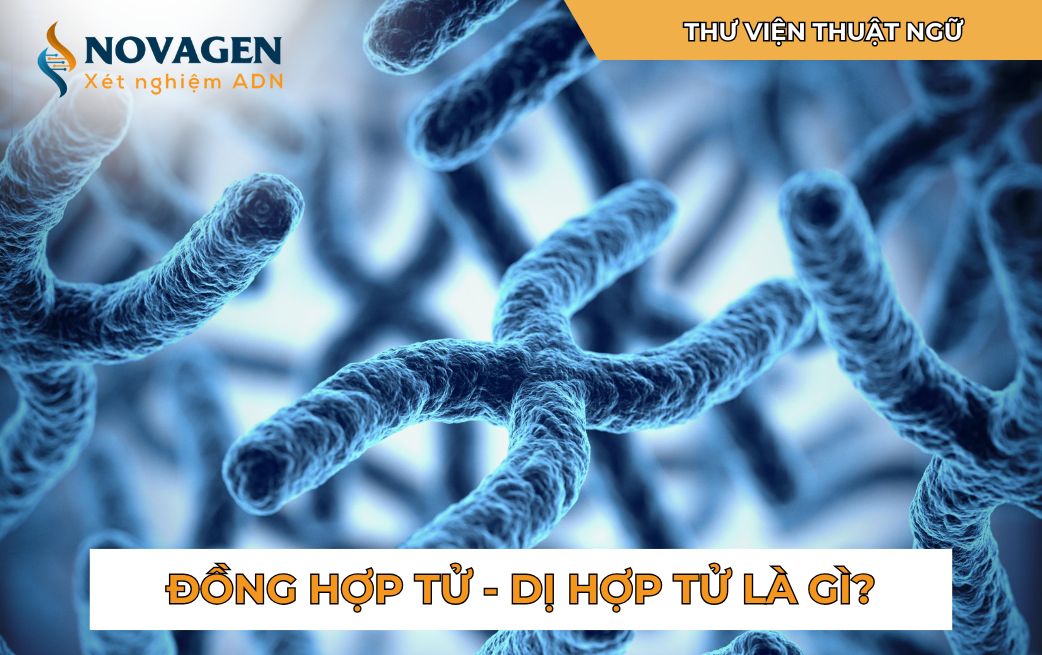 Định nghĩa: Đồng hợp tử và Dị hợp tử là gì?