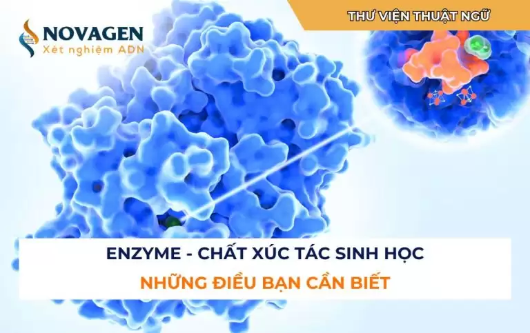 Enzyme: Chất xúc tác sinh học và những điều bạn cần biết
