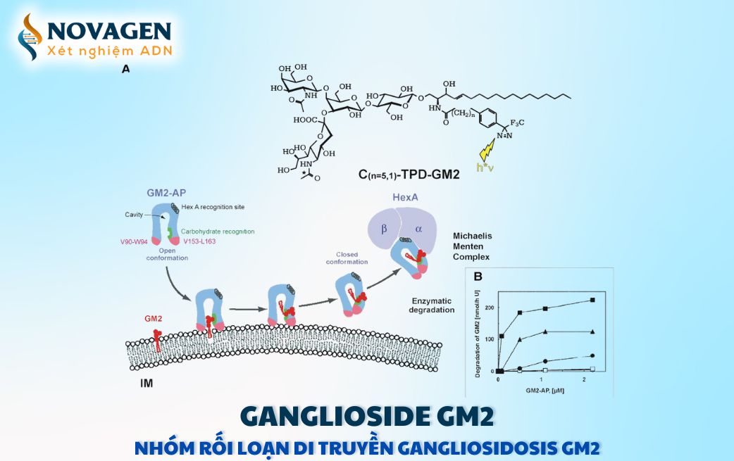 Tổng quan về chất hoạt hóa ganglioside GM2