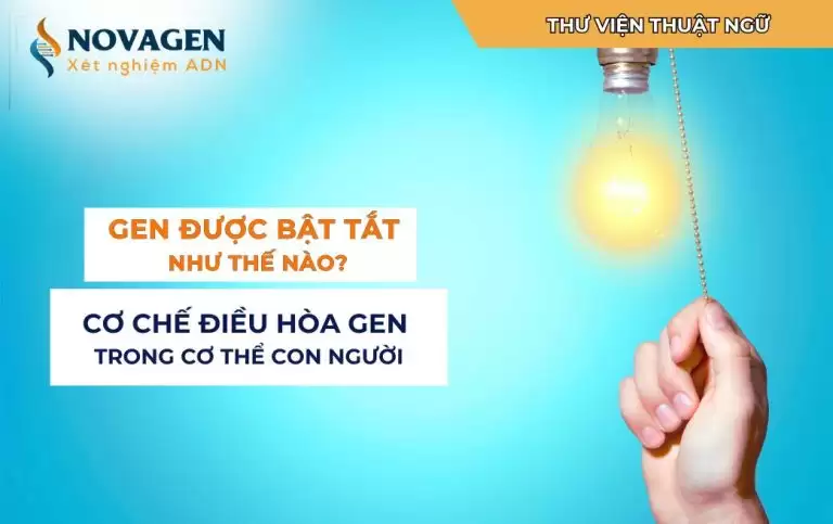 Gen được bật tắt như thế nào? Cơ chế điều hòa gen trong cơ thể con người