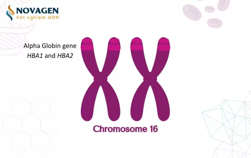 Gen HBA1, gen HBA2 – Chức năng và các đột biến gây bệnh