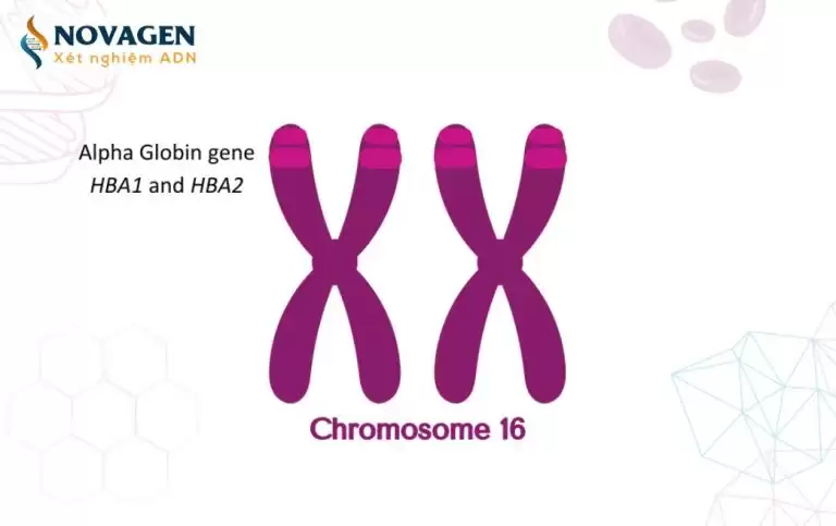 Gen HBA1, gen HBA2 – Chức năng và các đột biến gây bệnh