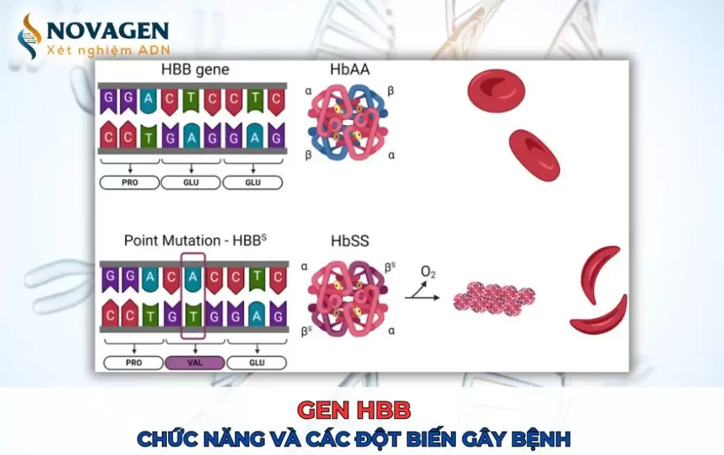 Gen HBB – Chức năng và các đột biến gây bệnh