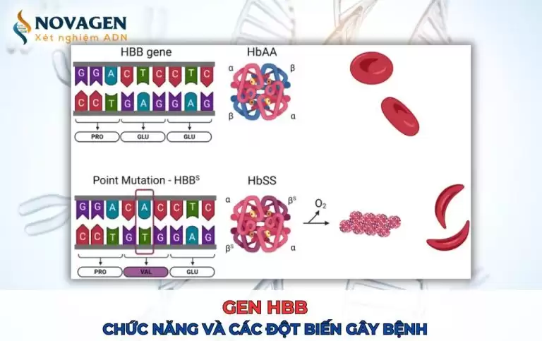 Gen HBB – Chức năng và các đột biến gây bệnh