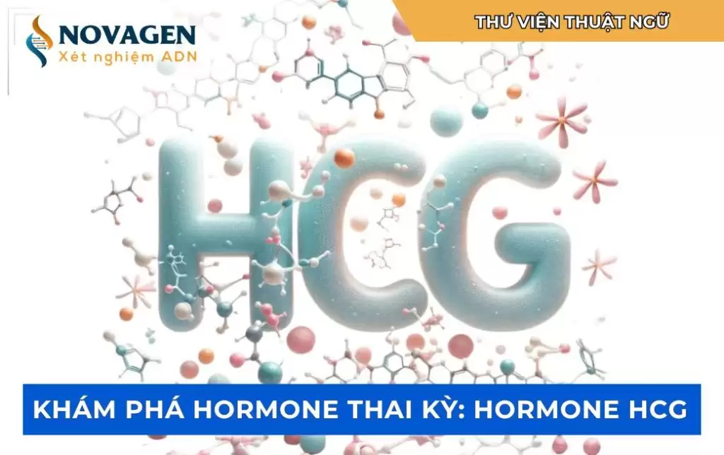 Hormone hCG quan trọng như thế nào trong thai kỳ?