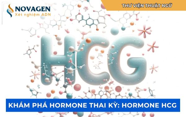 Hormone hCG là gì?