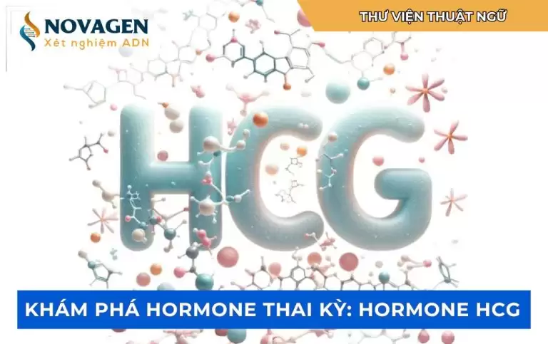 Hormone hCG quan trọng như thế nào trong thai kỳ?