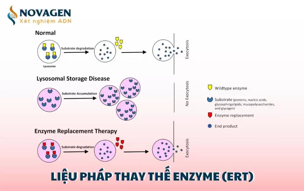 Liệu pháp thay thế enzyme (ERT) và ứng dụng thực tế