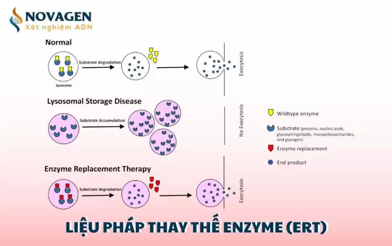 Liệu pháp thay thế enzyme (ERT) và ứng dụng thực tế